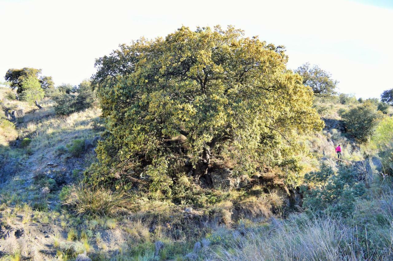 Cortijo Claudia Pensionat Taberno Exteriör bild